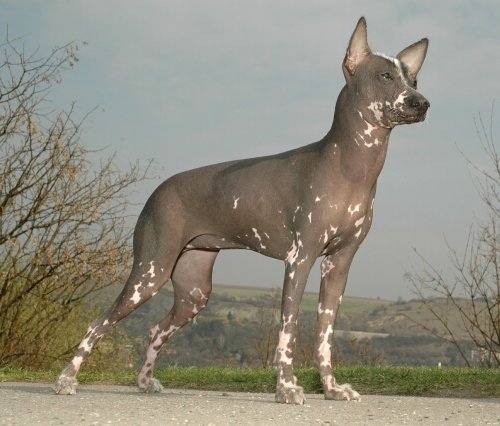 Peruvian hairless dog ICh. Carte d'Or Anika Vevos