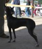 peruvian hairless dog