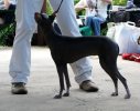 peruvian hairless dog