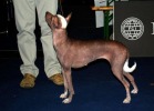 peruvian hairless dog
