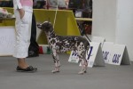 peruvian hairless dog