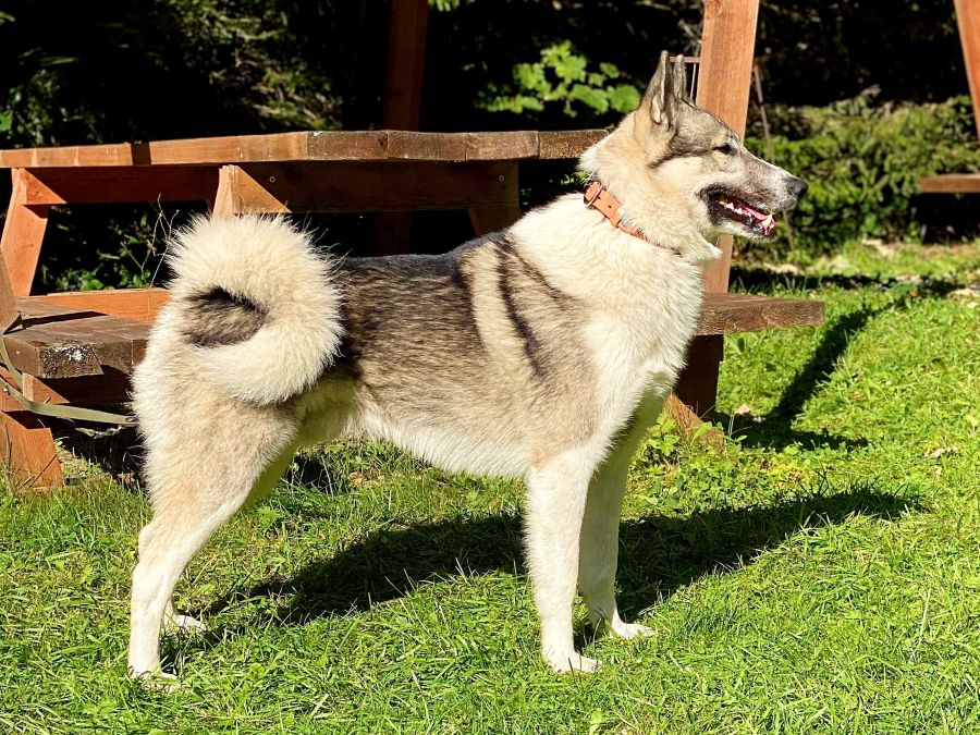 U-Nanuk Westsiberian laika