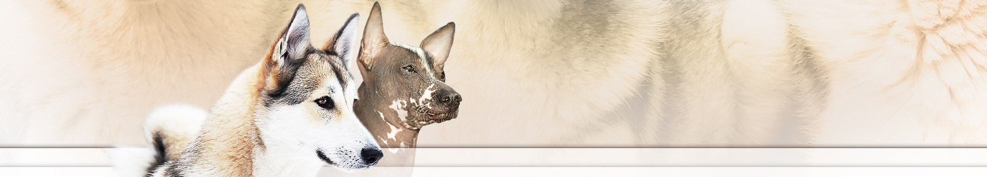 Westsiberian laika and peruvian hairless dog - kennel Anika Vevos