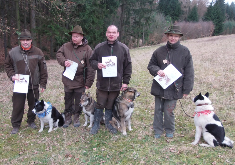 Russianeuropean laika at hunting tests