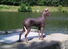 peruvian hairless dog