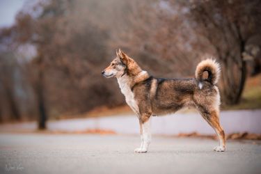 Westsiberian laika