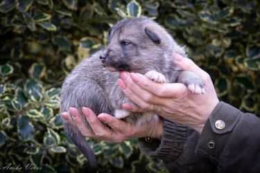 Westsiberian laika