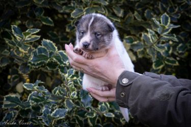 Westsiberian laika