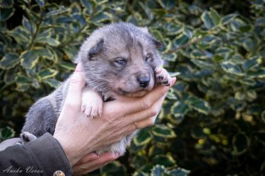 Westsiberian laika