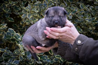 Westsiberian laika