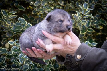 Westsiberian laika